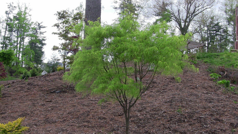 - Acer palmatum 'Koto-no-ito' Japanese Maple - Mr Maple │ Buy Japanese Maple Trees