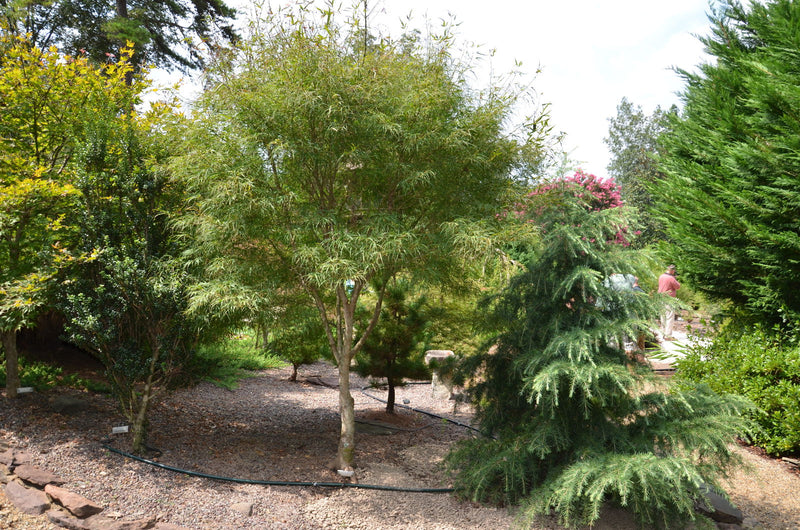 - Acer palmatum 'Koto-no-ito' Japanese Maple - Mr Maple │ Buy Japanese Maple Trees
