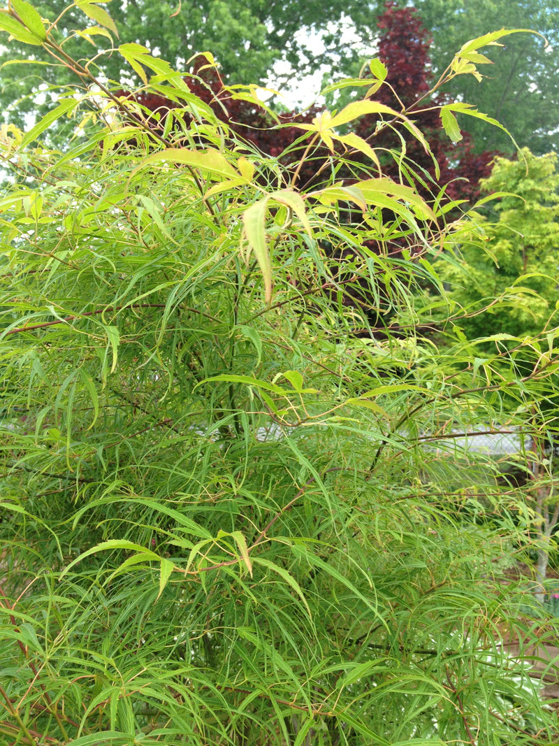 - Acer palmatum 'Koto-no-ito' Japanese Maple - Mr Maple │ Buy Japanese Maple Trees