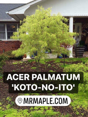 - Acer palmatum 'Koto-no-ito' Japanese Maple - Mr Maple │ Buy Japanese Maple Trees