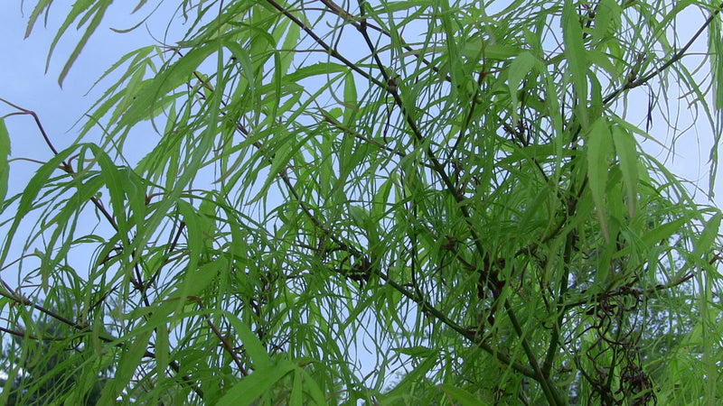 - Acer palmatum 'Koto-no-ito' Japanese Maple - Mr Maple │ Buy Japanese Maple Trees