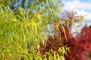 - Acer palmatum 'Koto-no-ito' Japanese Maple - Mr Maple │ Buy Japanese Maple Trees
