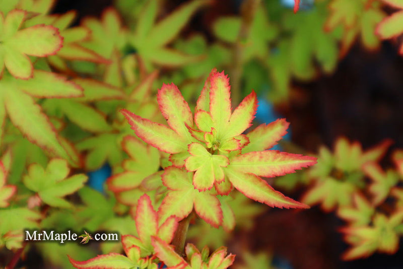 - Acer palmatum 'Koto maru' Dwarf Japanese Maple - Mr Maple │ Buy Japanese Maple Trees