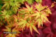 - Acer palmatum 'Koto maru' Dwarf Japanese Maple - Mr Maple │ Buy Japanese Maple Trees