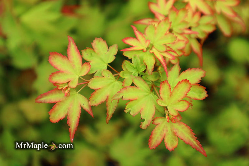 - Acer palmatum 'Koto maru' Dwarf Japanese Maple - Mr Maple │ Buy Japanese Maple Trees