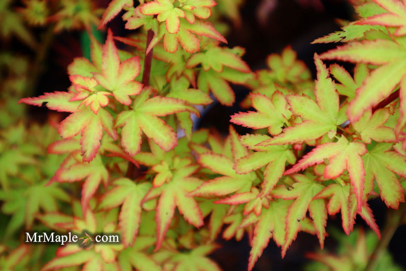 - Acer palmatum 'Koto maru' Dwarf Japanese Maple - Mr Maple │ Buy Japanese Maple Trees