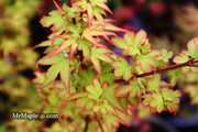 - Acer palmatum 'Koto maru' Dwarf Japanese Maple - Mr Maple │ Buy Japanese Maple Trees