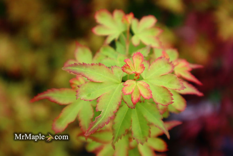 - Acer palmatum 'Koto maru' Dwarf Japanese Maple - Mr Maple │ Buy Japanese Maple Trees