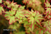 - Acer palmatum 'Koto maru' Dwarf Japanese Maple - Mr Maple │ Buy Japanese Maple Trees