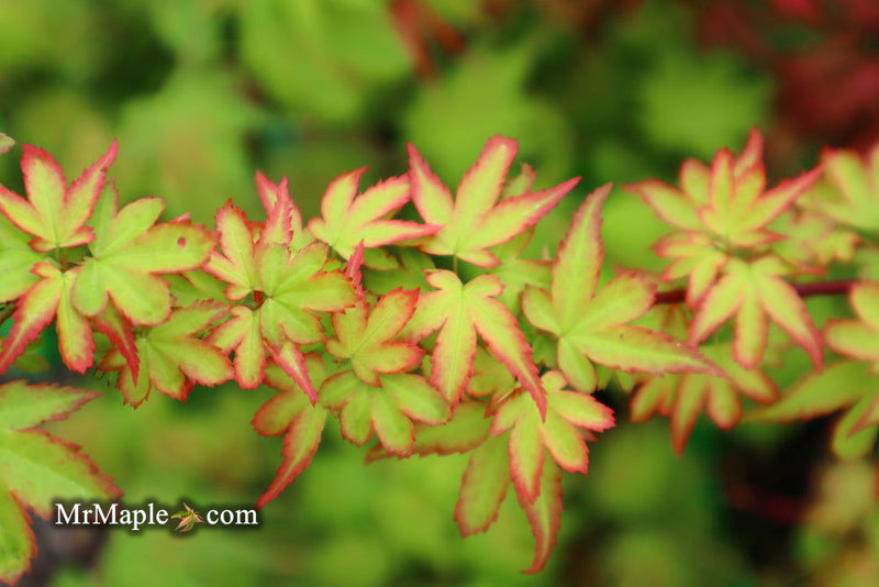 - Acer palmatum 'Koto maru' Dwarf Japanese Maple - Mr Maple │ Buy Japanese Maple Trees