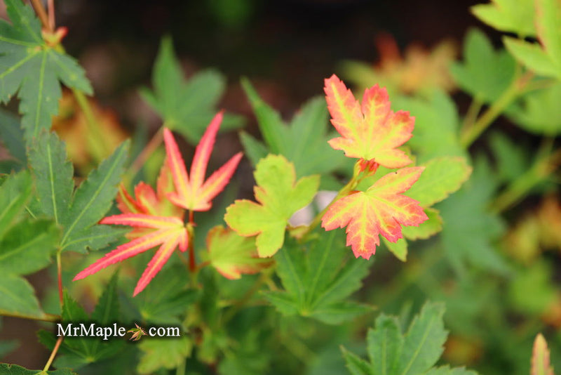 - Acer palmatum 'Koto maru' Dwarf Japanese Maple - Mr Maple │ Buy Japanese Maple Trees