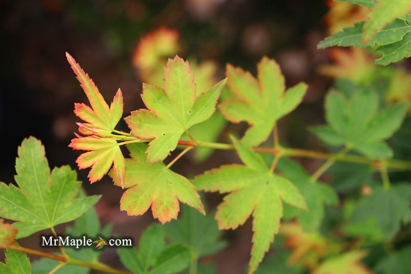 - Acer palmatum 'Koto maru' Dwarf Japanese Maple - Mr Maple │ Buy Japanese Maple Trees