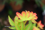 - Acer palmatum 'Koto maru' Dwarf Japanese Maple - Mr Maple │ Buy Japanese Maple Trees