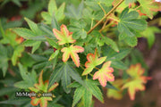 - Acer palmatum 'Koto maru' Dwarf Japanese Maple - Mr Maple │ Buy Japanese Maple Trees