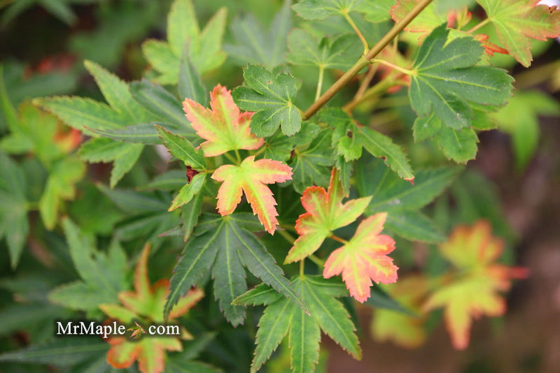 - Acer palmatum 'Koto maru' Dwarf Japanese Maple - Mr Maple │ Buy Japanese Maple Trees