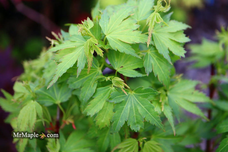 - Acer palmatum 'Koto maru' Dwarf Japanese Maple - Mr Maple │ Buy Japanese Maple Trees