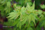 - Acer palmatum 'Koto maru' Dwarf Japanese Maple - Mr Maple │ Buy Japanese Maple Trees