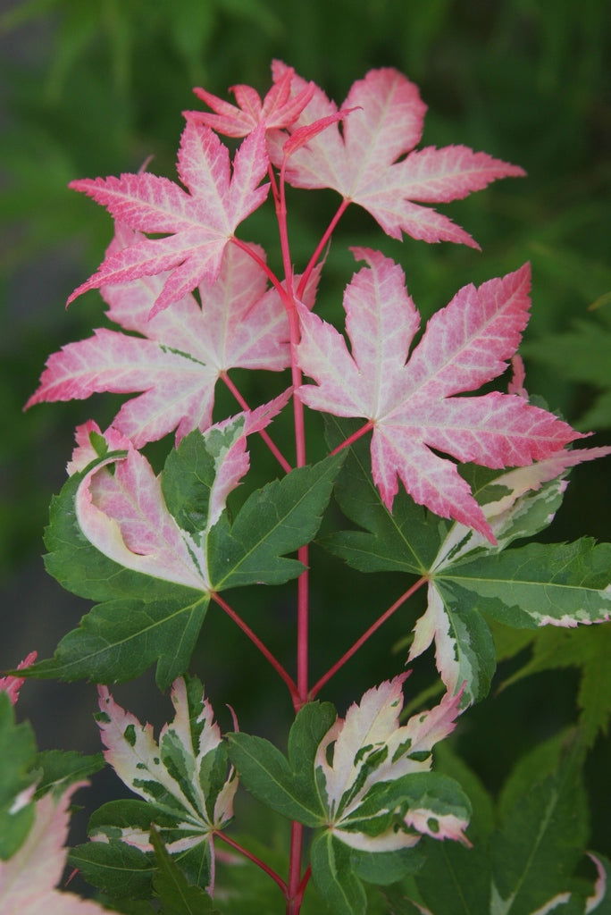 Buy Acer palmatum 'Kotobuki' Rare Pink Variegated Japanese Maple