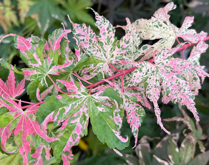 - Acer palmatum 'Kotobuki' Rare Pink Variegated Japanese Maple - Mr Maple │ Buy Japanese Maple Trees