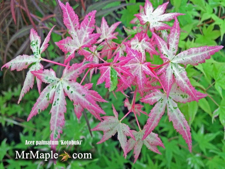 - Acer palmatum 'Kotobuki' Rare Pink Variegated Japanese Maple - Mr Maple │ Buy Japanese Maple Trees