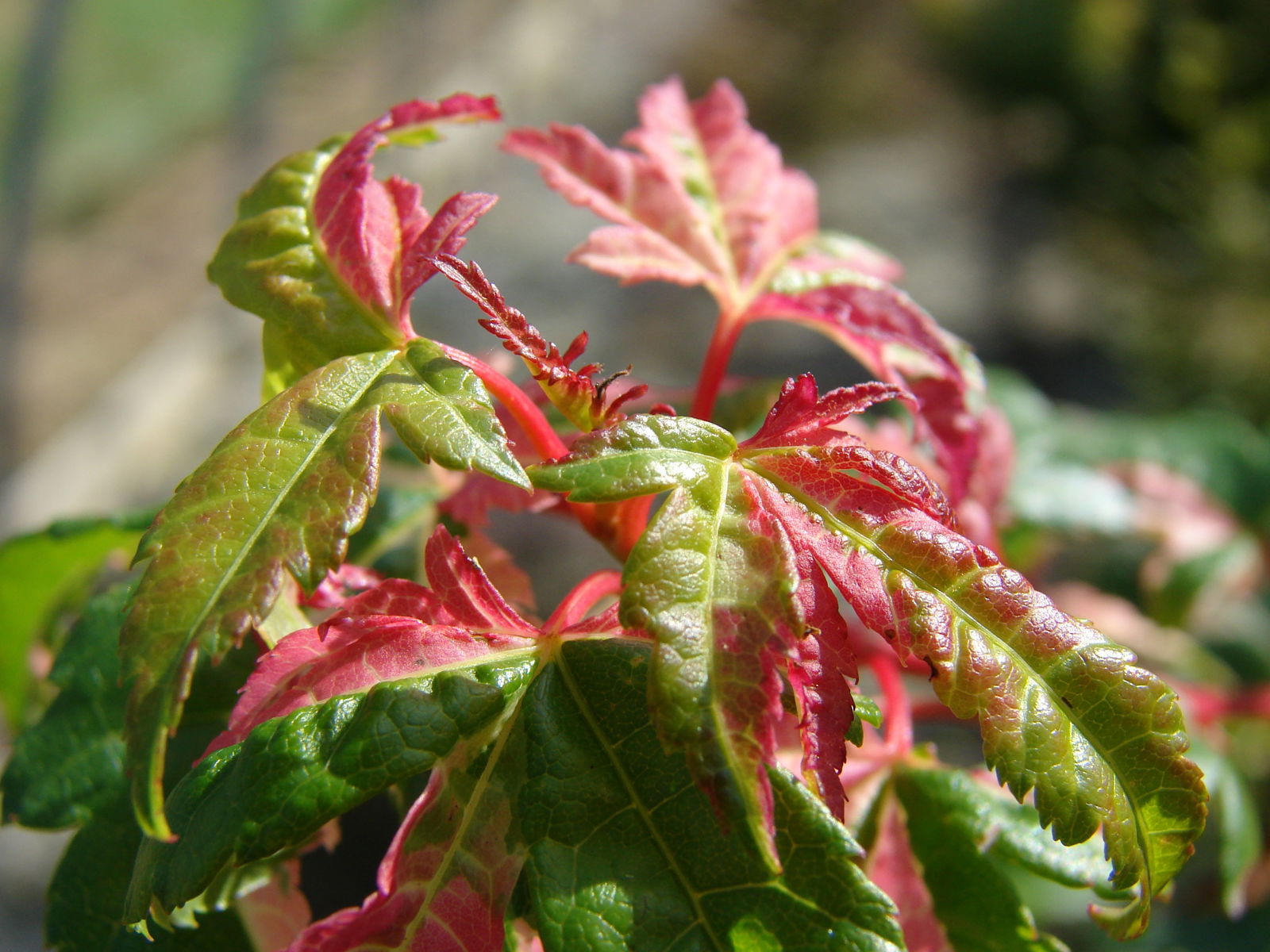 Buy Acer palmatum 'Kotobuki' Rare Pink Variegated Japanese Maple