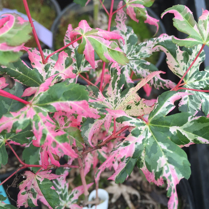 - Acer palmatum 'Kotobuki' Rare Pink Variegated Japanese Maple - Mr Maple │ Buy Japanese Maple Trees
