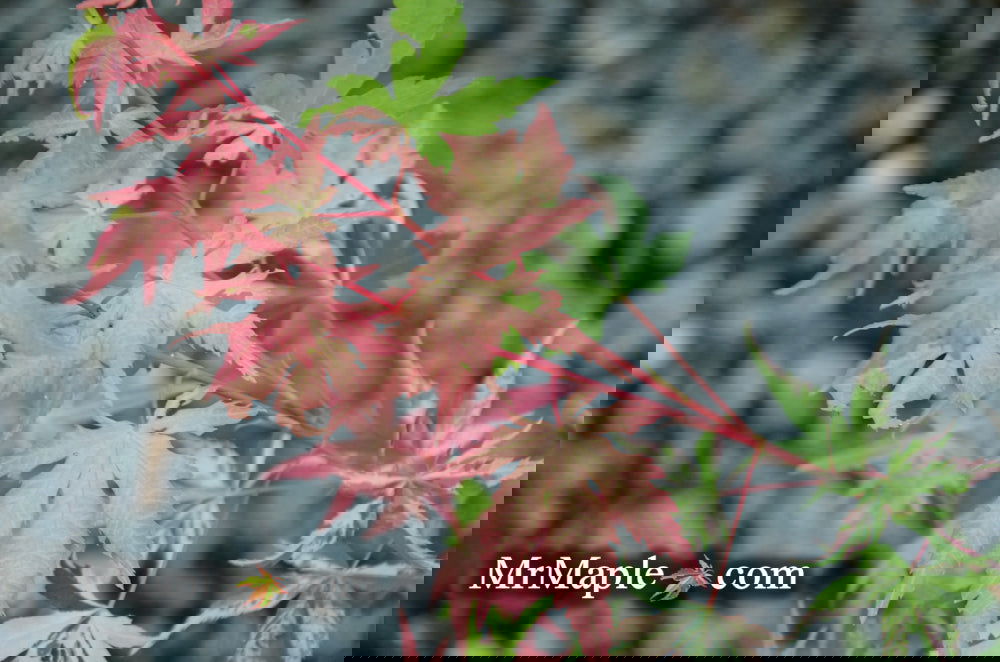 Buy Acer palmatum 'Kotobuki' Rare Pink Variegated Japanese Maple