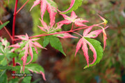 - Acer palmatum 'Kotobuki' Rare Pink Variegated Japanese Maple - Mr Maple │ Buy Japanese Maple Trees