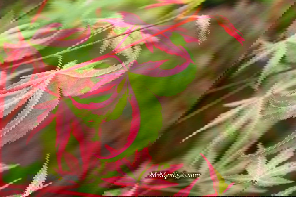 Buy Acer palmatum 'Kotobuki' Rare Pink Variegated Japanese Maple