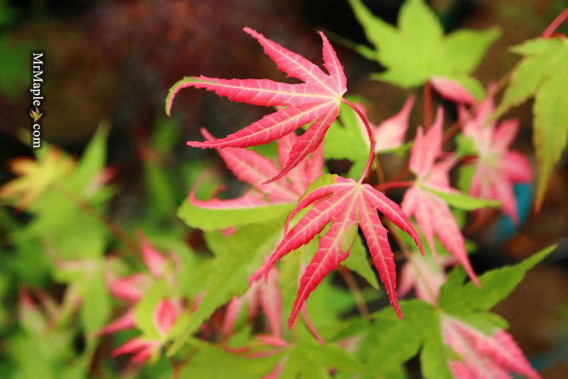 - Acer palmatum 'Kotobuki' Rare Pink Variegated Japanese Maple - Mr Maple │ Buy Japanese Maple Trees