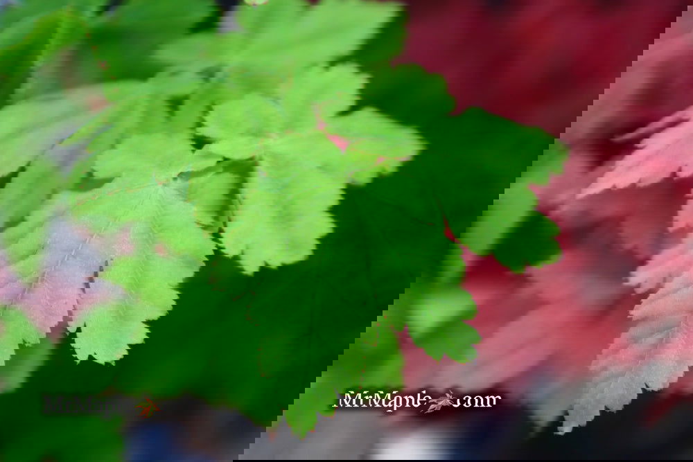 Buy Acer palmatum 'Koyamadani nishiki' Japanese Maple — Mr Maple