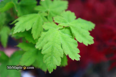 - Acer palmatum 'Koyamadani nishiki' Japanese Maple - Mr Maple │ Buy Japanese Maple Trees