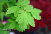 - Acer palmatum 'Koyamadani nishiki' Japanese Maple - Mr Maple │ Buy Japanese Maple Trees