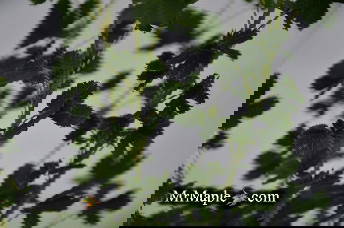 - Acer palmatum 'Koyamadani nishiki' Japanese Maple - Mr Maple │ Buy Japanese Maple Trees