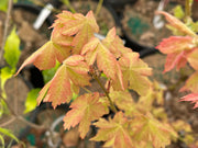 - Acer palmatum 'Koyamadani nishiki' Japanese Maple - Mr Maple │ Buy Japanese Maple Trees