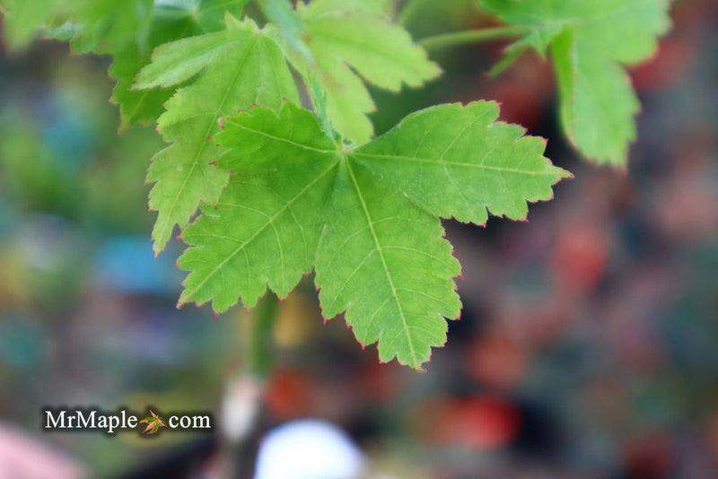 - Acer palmatum 'Koyamadani nishiki' Japanese Maple - Mr Maple │ Buy Japanese Maple Trees