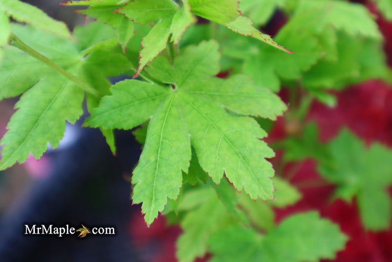 - Acer palmatum 'Koyamadani nishiki' Japanese Maple - Mr Maple │ Buy Japanese Maple Trees