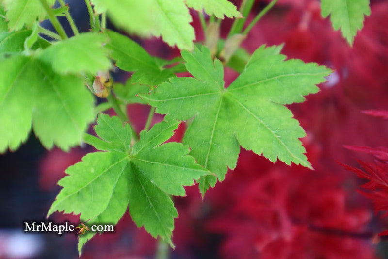 - Acer palmatum 'Koyamadani nishiki' Japanese Maple - Mr Maple │ Buy Japanese Maple Trees