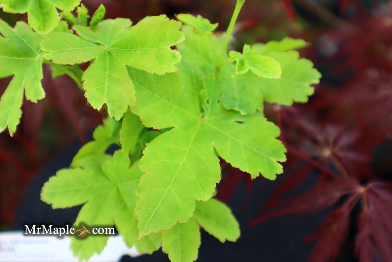 - Acer palmatum 'Koyamadani nishiki' Japanese Maple - Mr Maple │ Buy Japanese Maple Trees