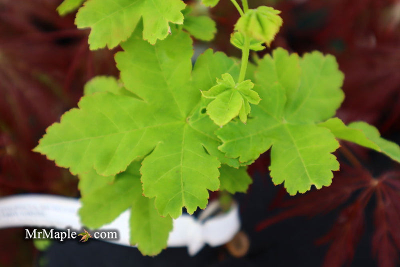 - Acer palmatum 'Koyamadani nishiki' Japanese Maple - Mr Maple │ Buy Japanese Maple Trees