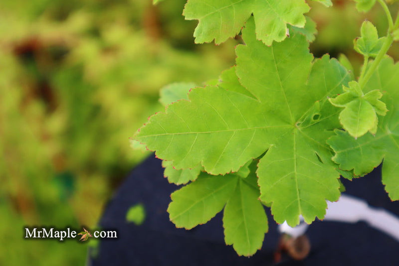 - Acer palmatum 'Koyamadani nishiki' Japanese Maple - Mr Maple │ Buy Japanese Maple Trees