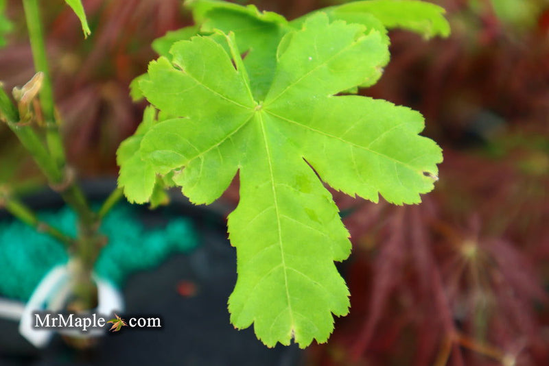 - Acer palmatum 'Koyamadani nishiki' Japanese Maple - Mr Maple │ Buy Japanese Maple Trees