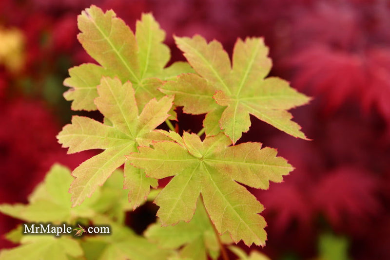 - Acer palmatum 'Koyamadani nishiki' Japanese Maple - Mr Maple │ Buy Japanese Maple Trees