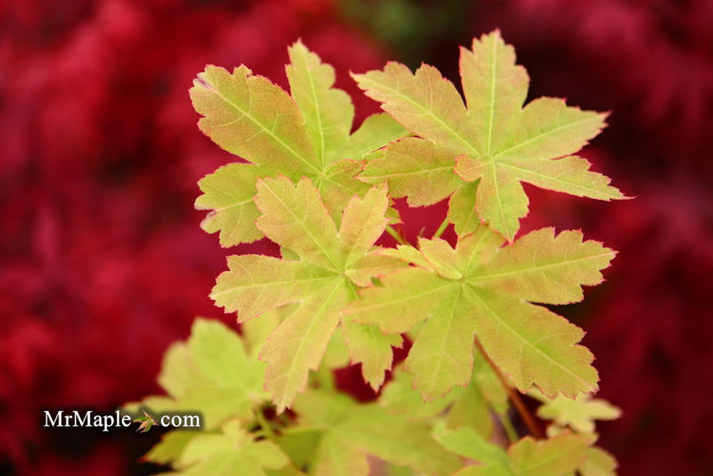 - Acer palmatum 'Koyamadani nishiki' Japanese Maple - Mr Maple │ Buy Japanese Maple Trees