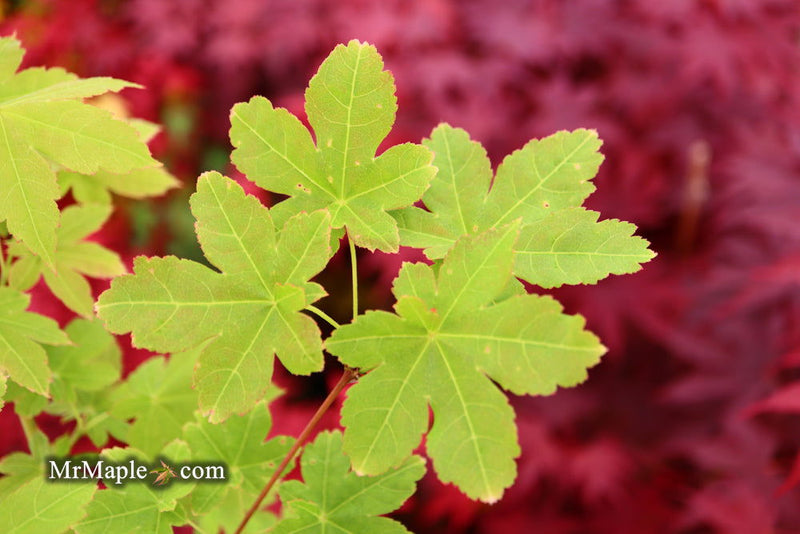 - Acer palmatum 'Koyamadani nishiki' Japanese Maple - Mr Maple │ Buy Japanese Maple Trees