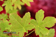 - Acer palmatum 'Koyamadani nishiki' Japanese Maple - Mr Maple │ Buy Japanese Maple Trees