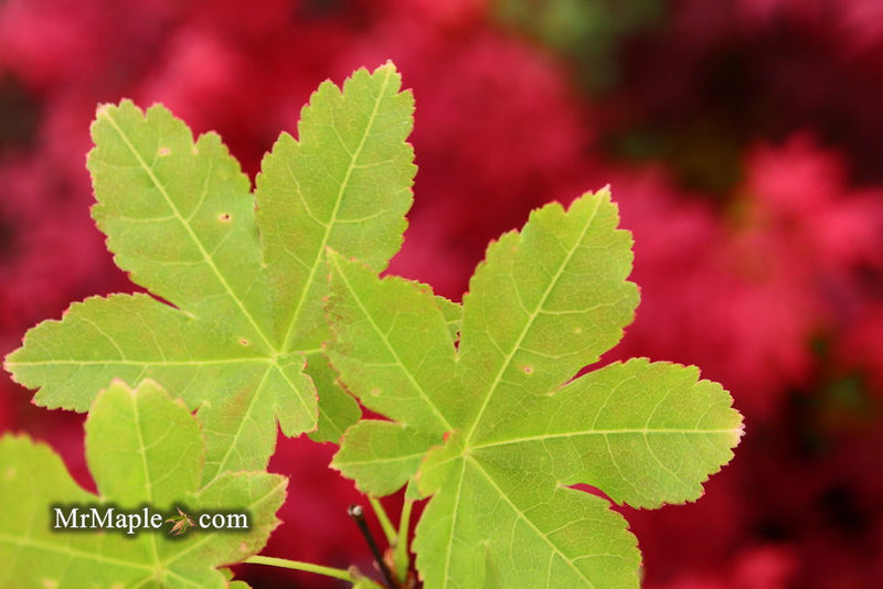 - Acer palmatum 'Koyamadani nishiki' Japanese Maple - Mr Maple │ Buy Japanese Maple Trees