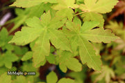 - Acer palmatum 'Koyamadani nishiki' Japanese Maple - Mr Maple │ Buy Japanese Maple Trees