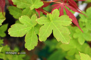 - Acer palmatum 'Koyamadani nishiki' Japanese Maple - Mr Maple │ Buy Japanese Maple Trees