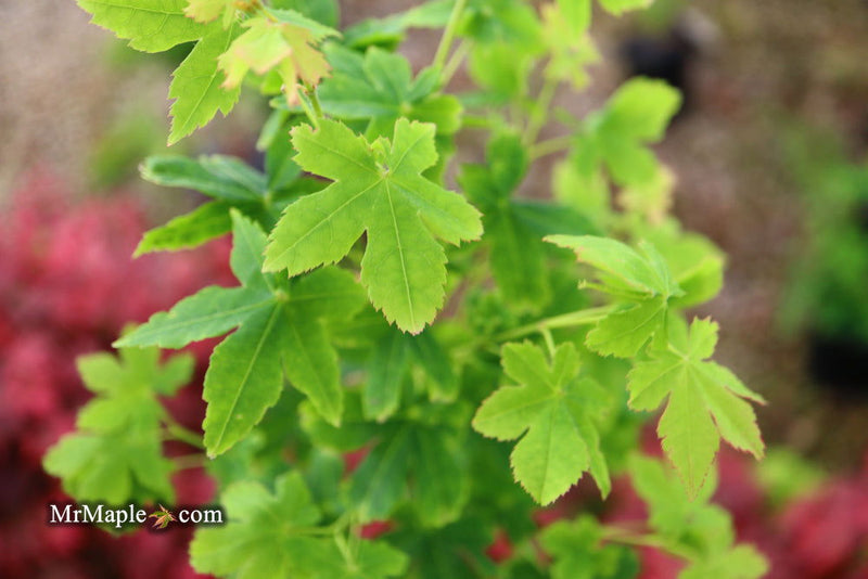 - Acer palmatum 'Koyamadani nishiki' Japanese Maple - Mr Maple │ Buy Japanese Maple Trees